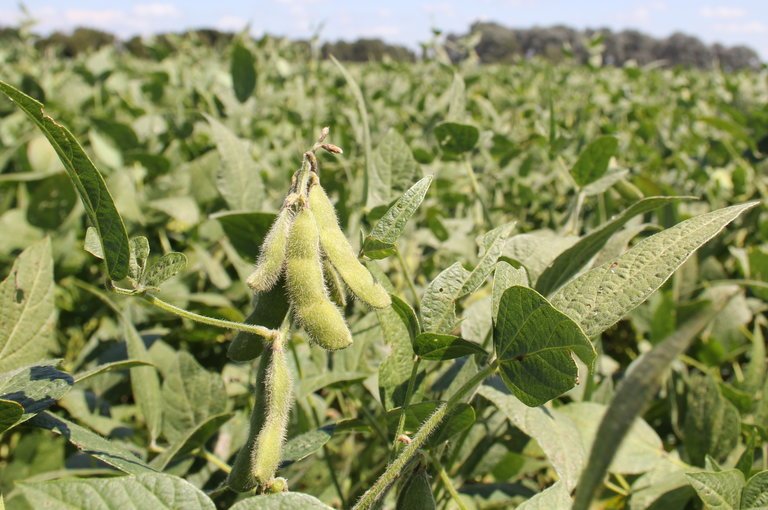 edited soybeans